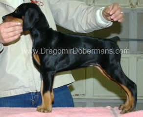 Pink Collar Girl @ 8 Weeks